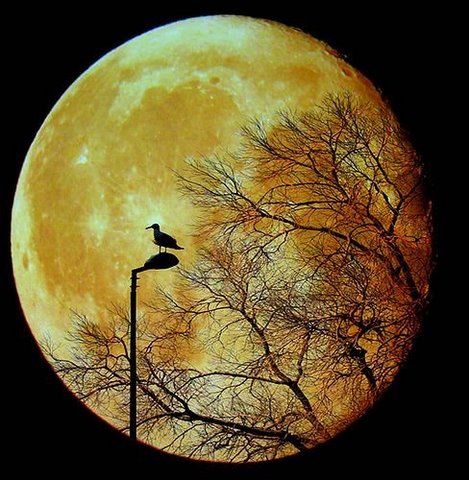 Ptica na mesecini.jpg